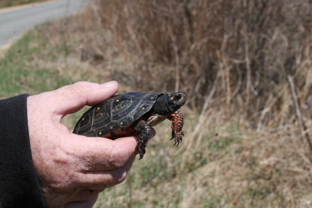 Spotted Turtle, rescued