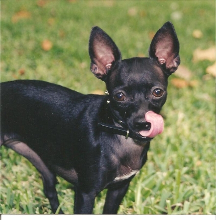 My Chihuahua - Chalupa - Died 3.09