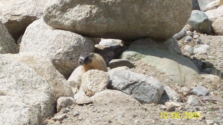 Young marmots are active & fun to watch