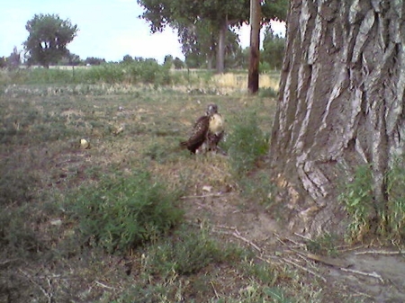 Baby Hawk