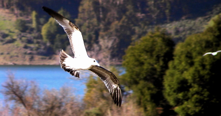 Sea Gull