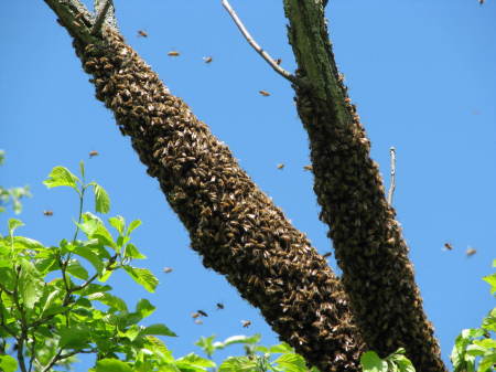 Nice Swarm