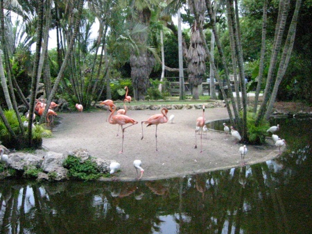 Flamingo Botanical Grdns, South FL