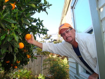 Picking Orange from Bedroom window 2008