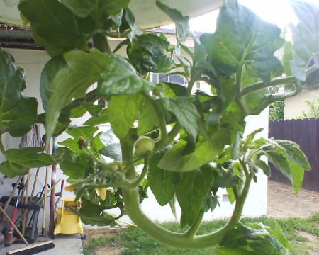 MY UP-SIDEDOWN  TOMATO