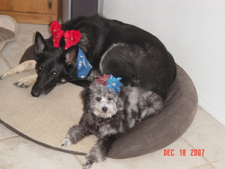 Baron and Smokey xmas dogs