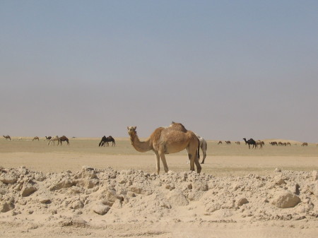 Ships of the Desert!