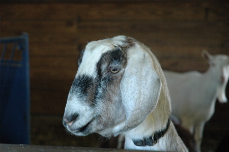 sheep469