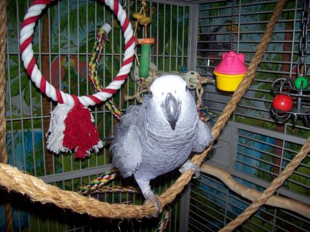 My African Grey, Dream