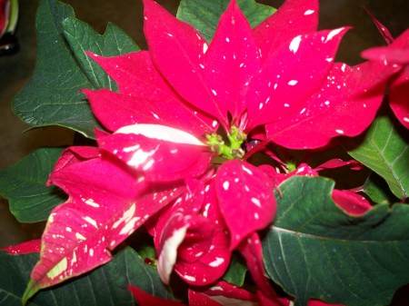 Speckled poinsettia