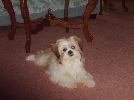 My Shih Tzu Puppy