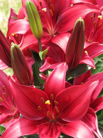 asiatic lily 1