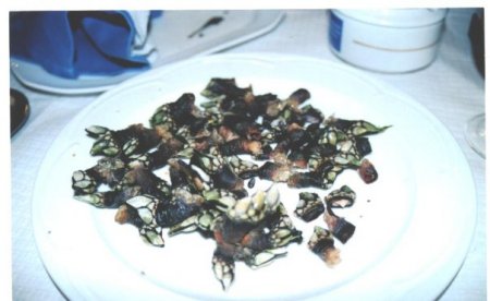 Goose barnacles (My meal) A Coruña Spain