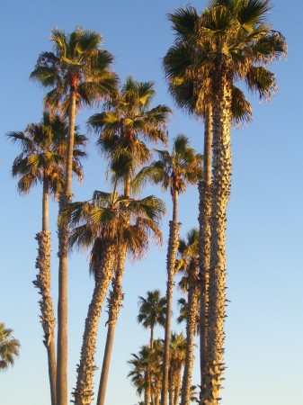 Palms