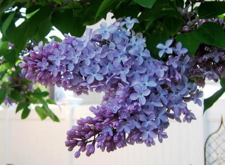 THE LAUGHING LILAC
