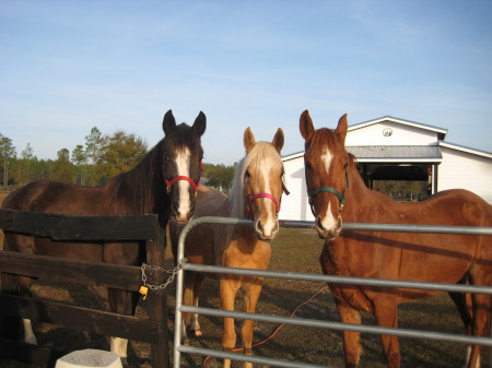 Our horses Koda, Willow & Jazz