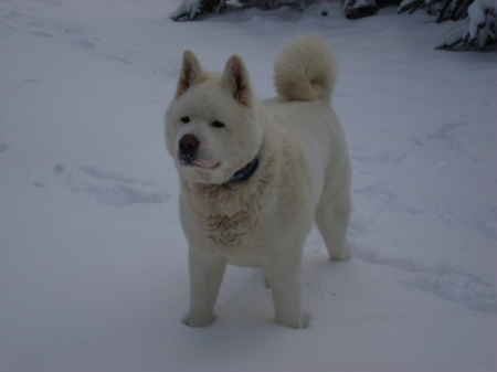 Klondike - our boy Akita dog