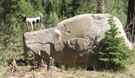 big leap off "doghead rock"