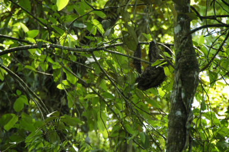 A Sloth in the trees  (Costa Rica)