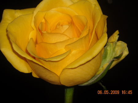 Graduation Rose