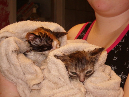 wet kittens
