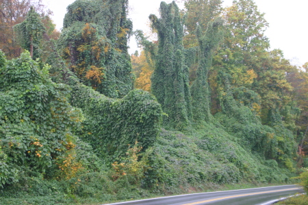 Curse of the Kudzu