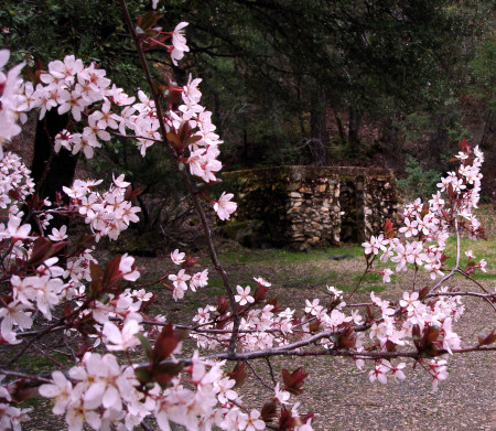 Cherry Blossoms hiding a stone building