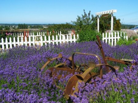 sequim, wa lavender field