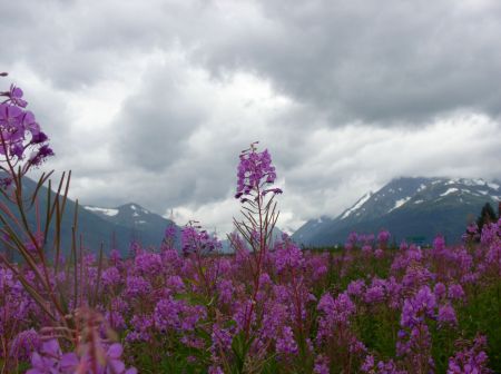 Alaska fireweed