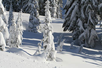 Mt. Rainier in January