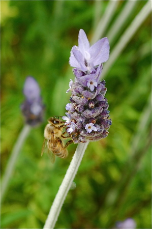 Bee on lavender plant