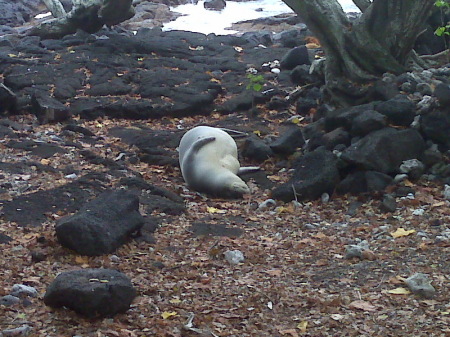 Hawaiian Monk Seal