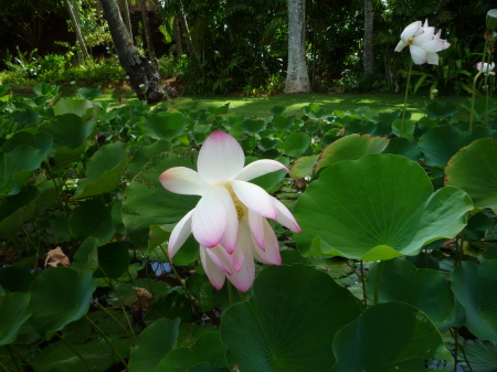 Beautiful Lotus Flower