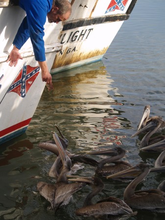 Hand Feeding The Flock Of Pelicans