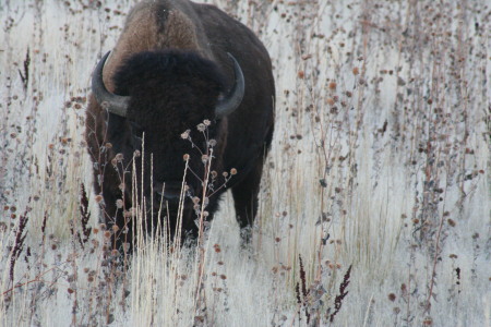 Antelope Island buffalo