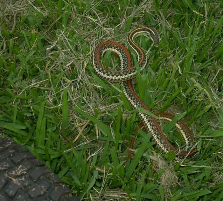 Snake in the yard