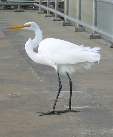 Bird, Florida