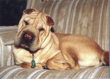 Mei Li, our Chinese Shar Pei