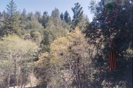 Backyard in Crestline