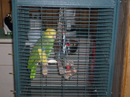 The Double Yellow Headed Parrot
