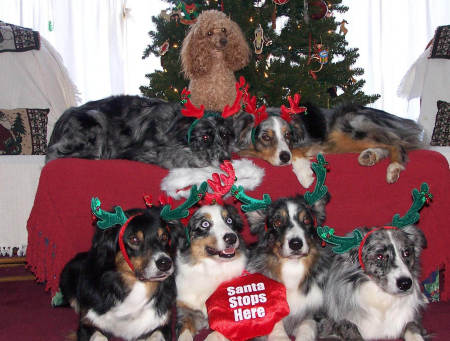 Christmas Dogs 2008