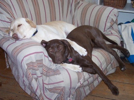 Eliie Mae and Riley Bean napping