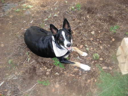 My cute pooch Autumn, this year camping