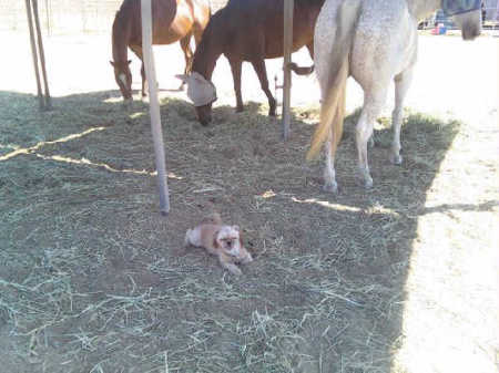 Shelby and the horses in Norco