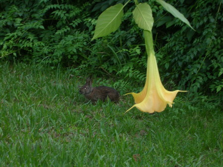 Yellow Trumpet Flower And Bugs A Wild Rabbit