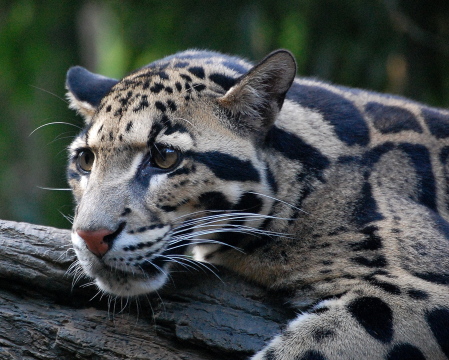 Clouded Leopard