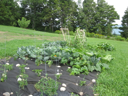 our garden of vegetables