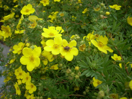 Bee on the flower