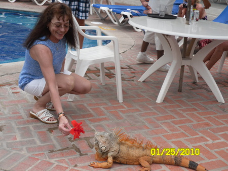 My iguana friend