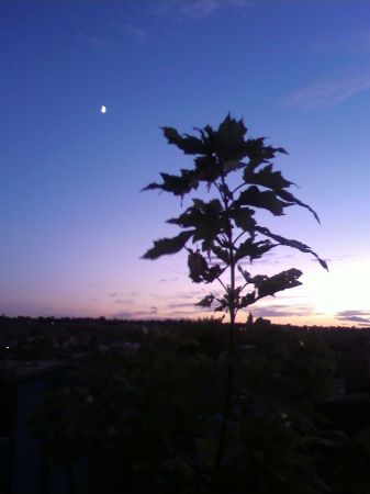 Moon & Sunset - photo taken in backyard